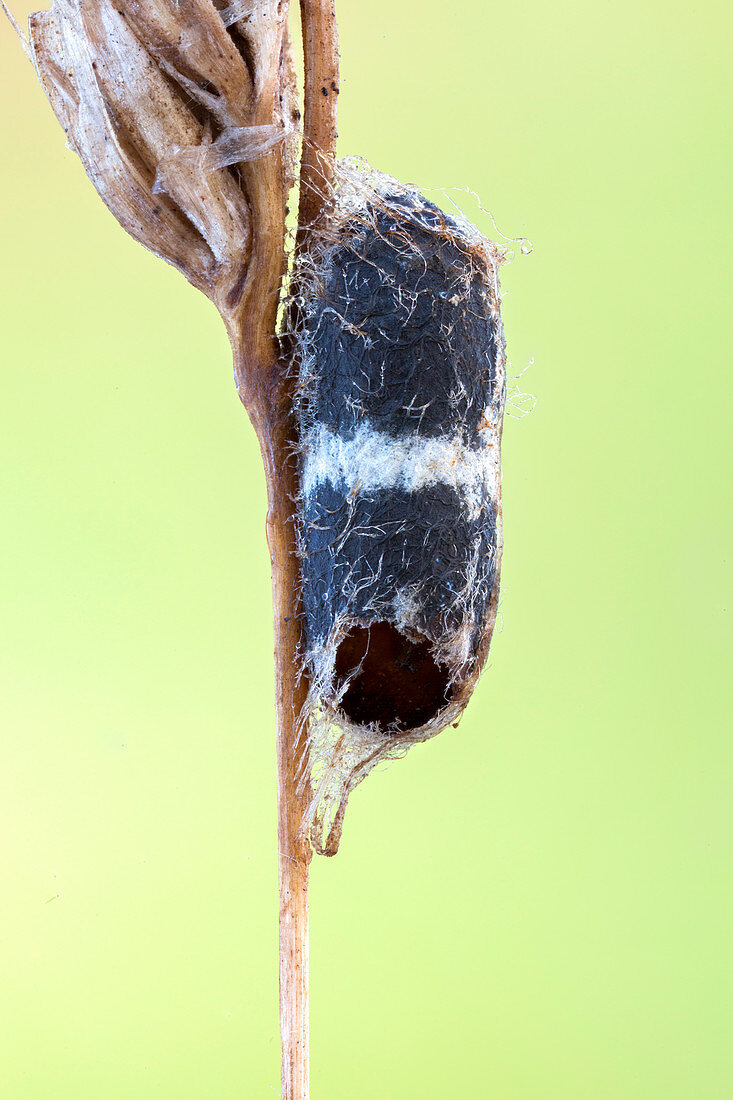 Parasitoid wasp pupa