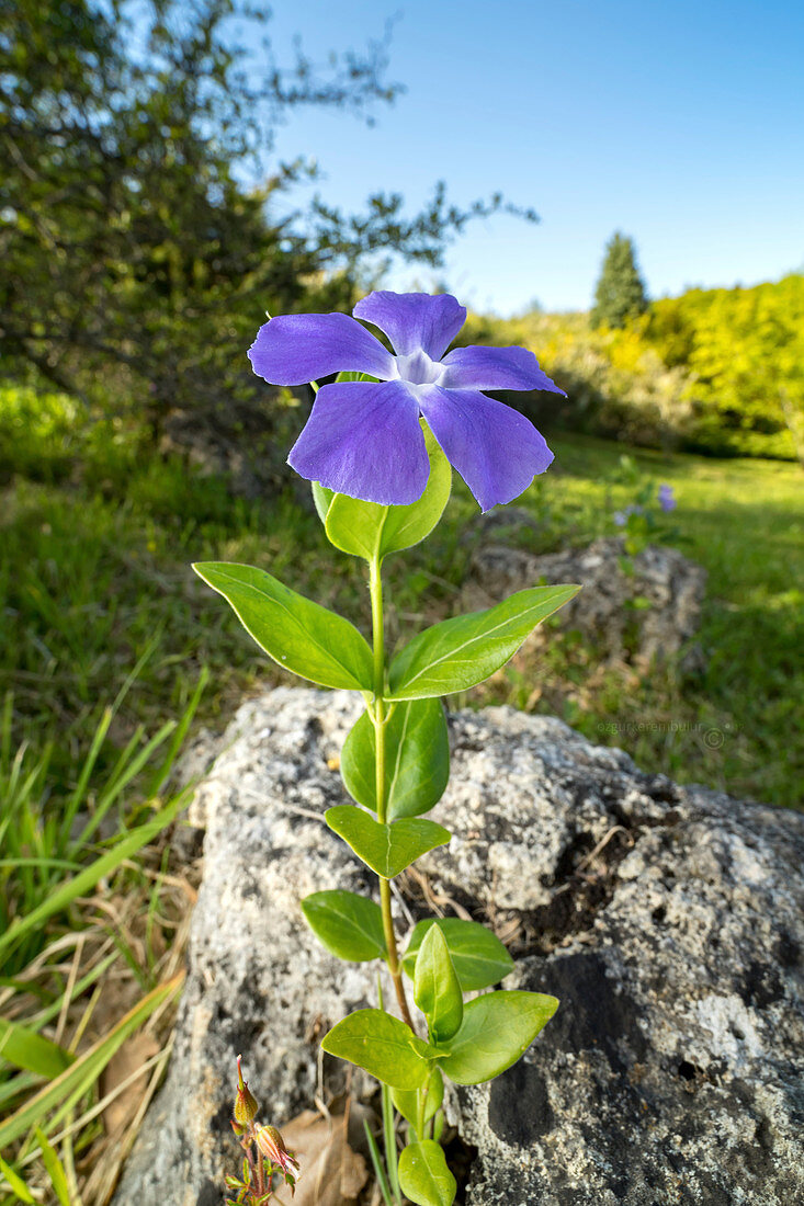 Common periwinkle flower