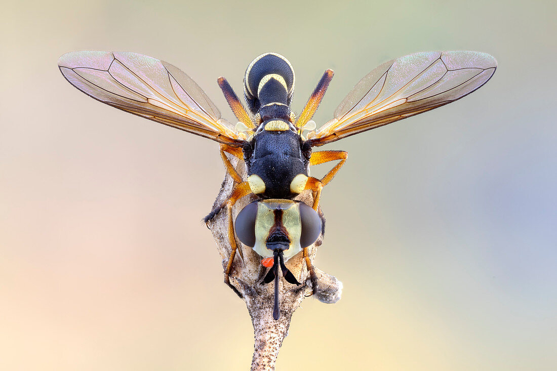 Wasp mimick Conopid fly