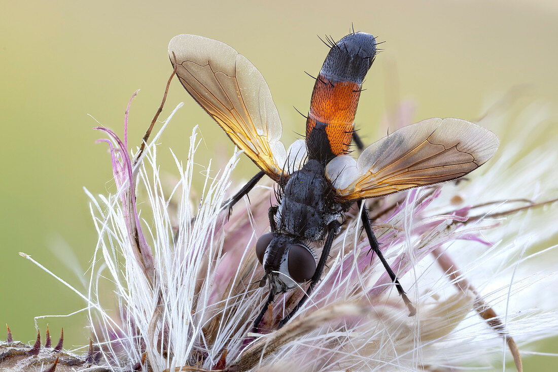 Cylindromia fly