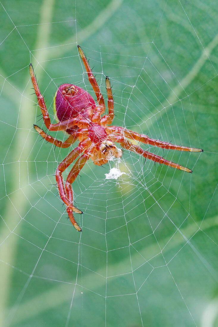 Red orb weaver spider