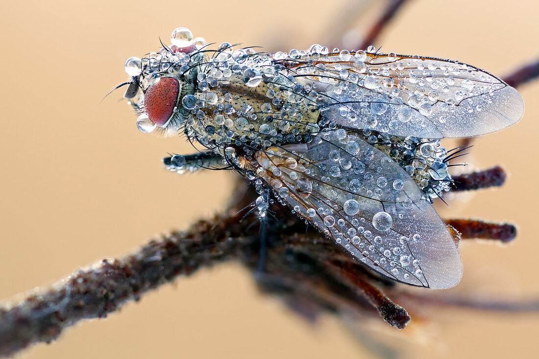 Flesh fly