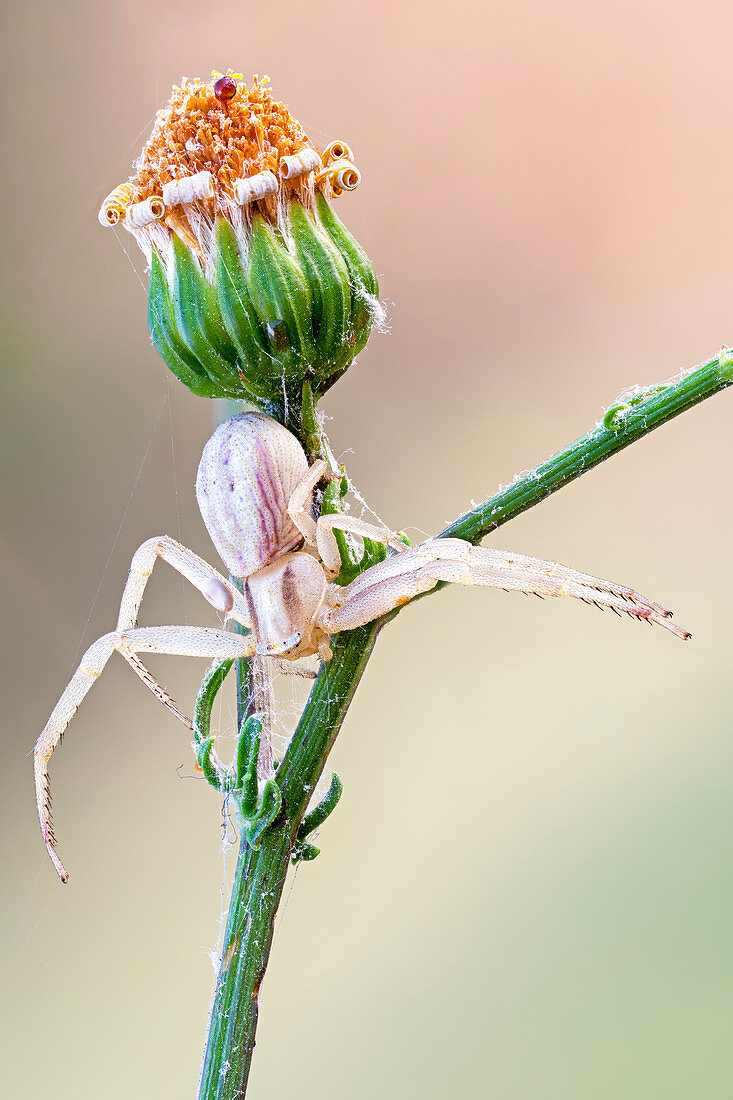 Flower crab spider