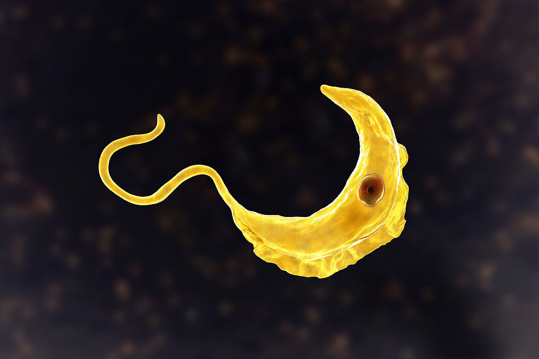 Sleeping sickness parasite, illustration