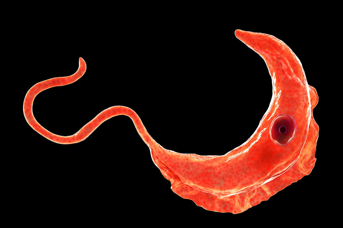 Sleeping sickness parasite, illustration