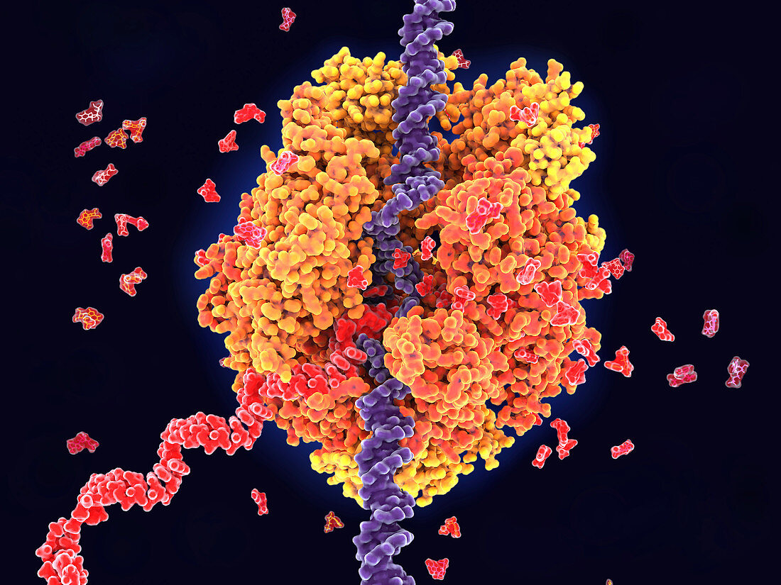 RNA Polymerase II transcribing DNA, illustration