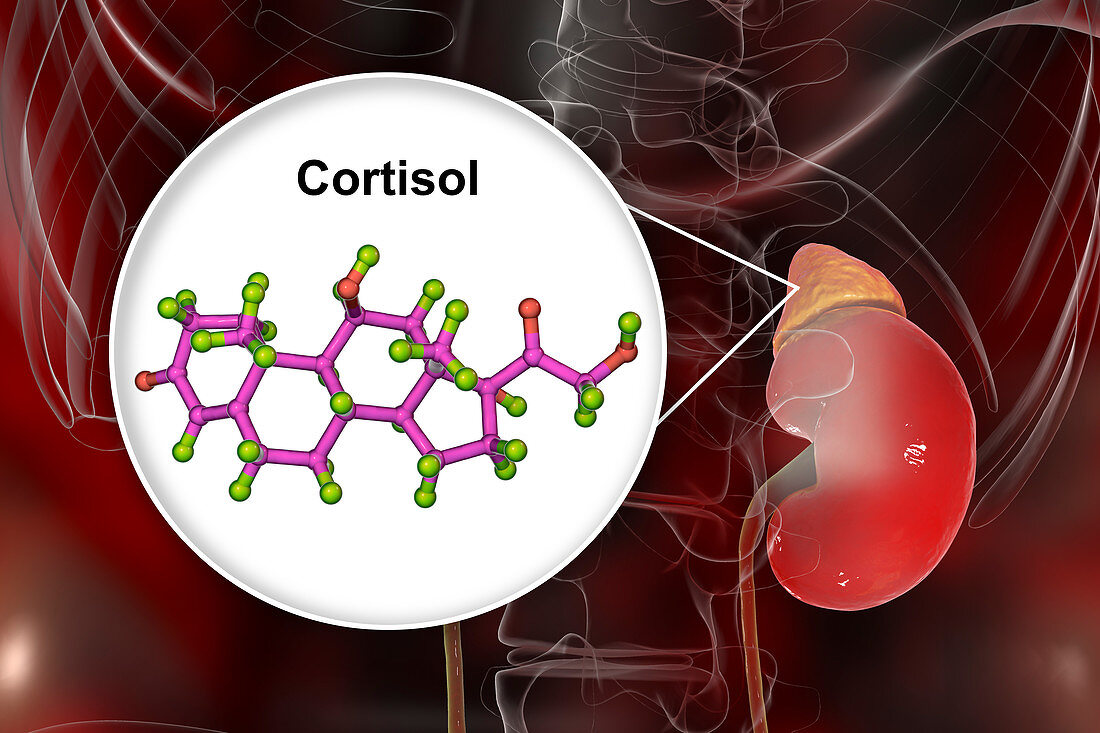 Hormone cortisol molecule and adrenal gland, illustration
