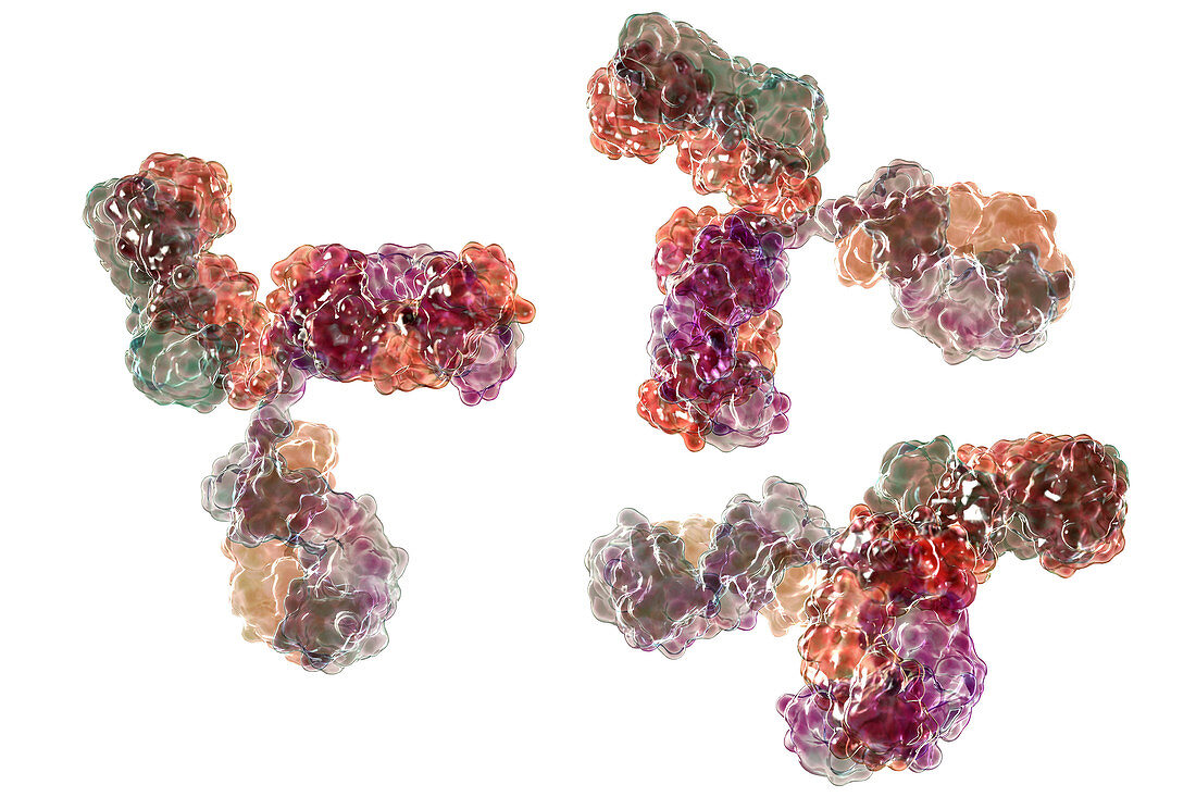 Immunoglobulin G antibody molecules, illustration