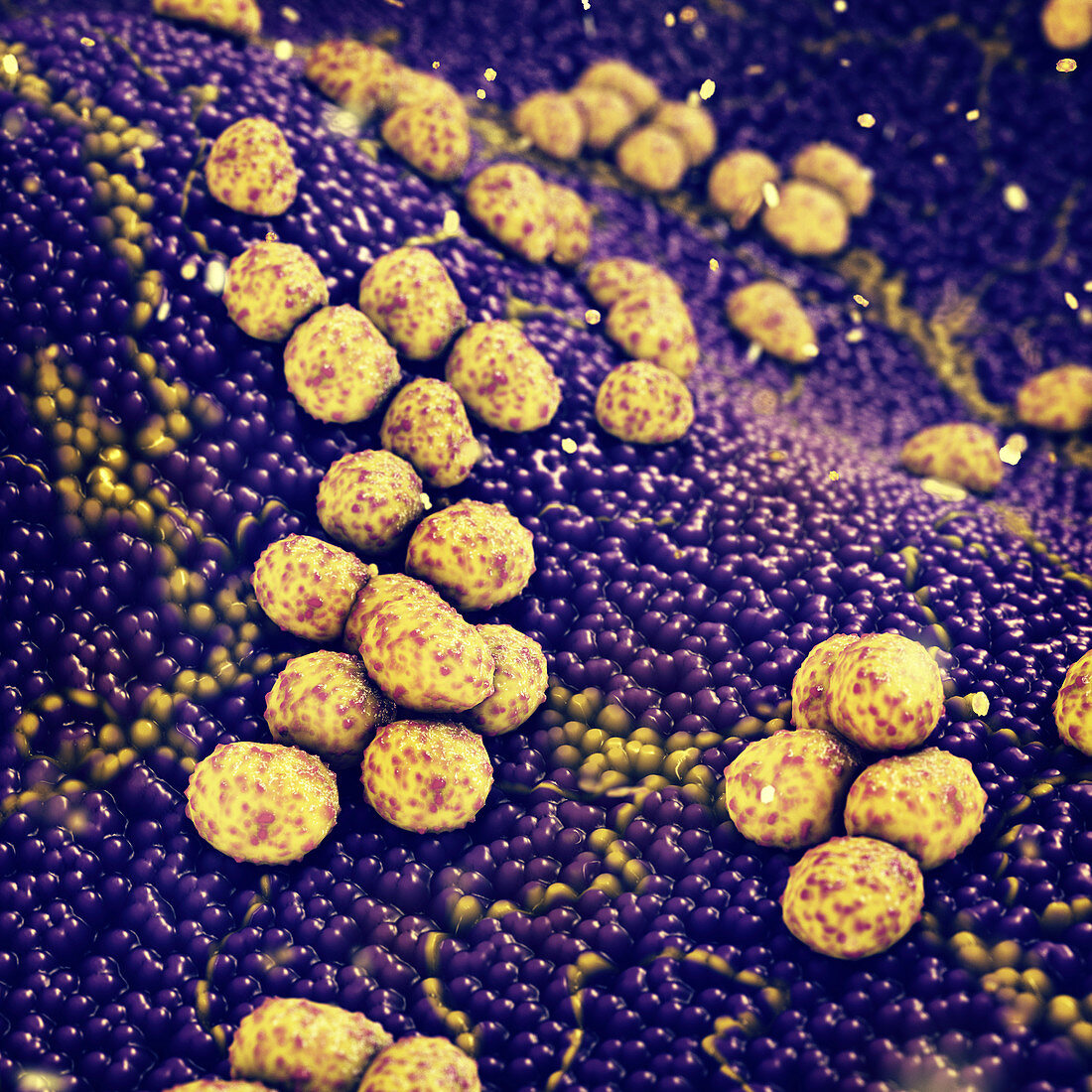 Staphylococcus aureus bacteria, illustration