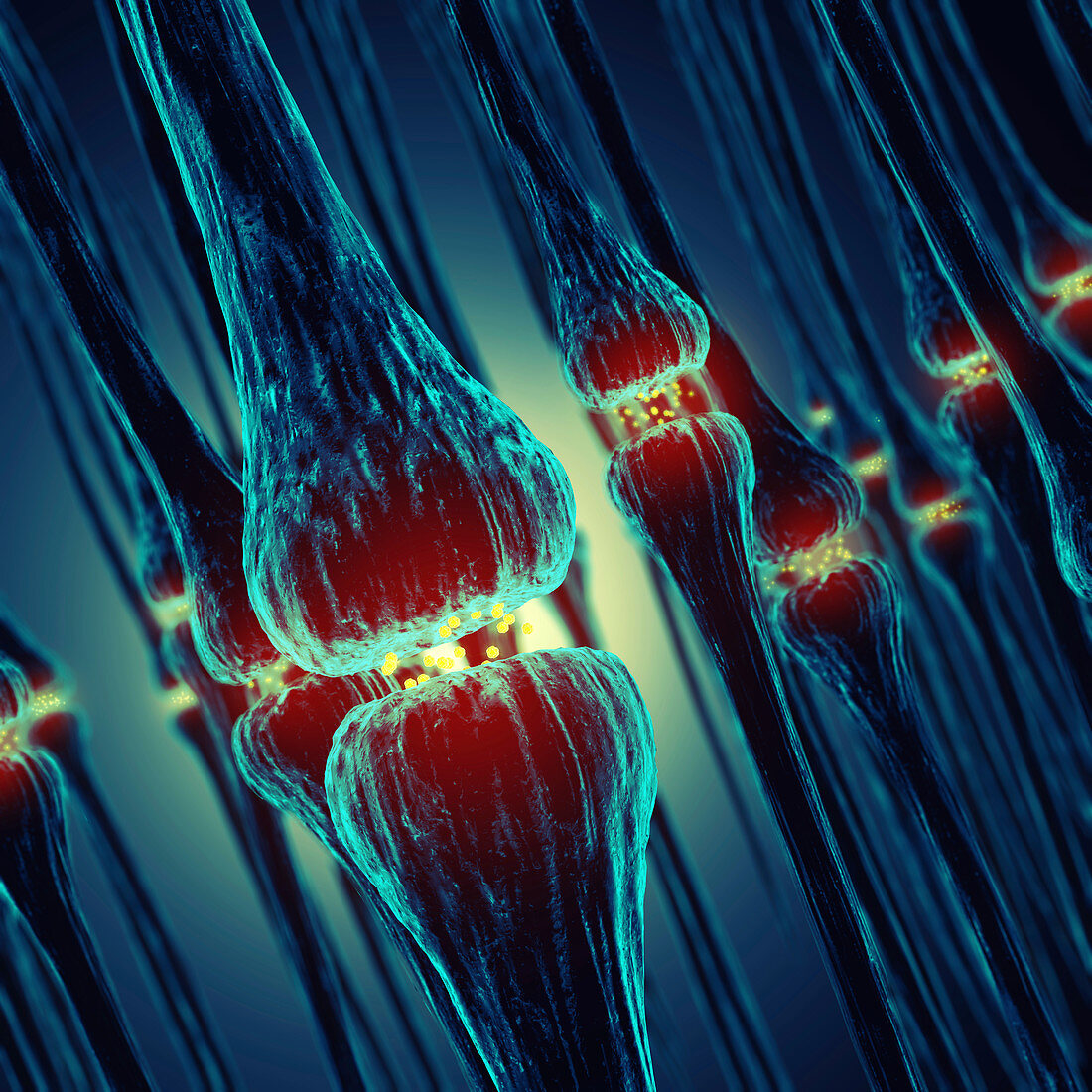 Nerve synapses, illustration