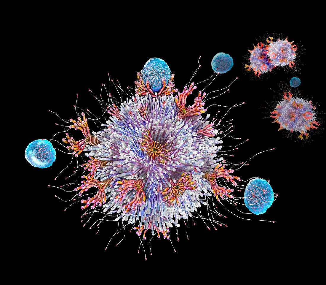 T cell binding antigen, illustration