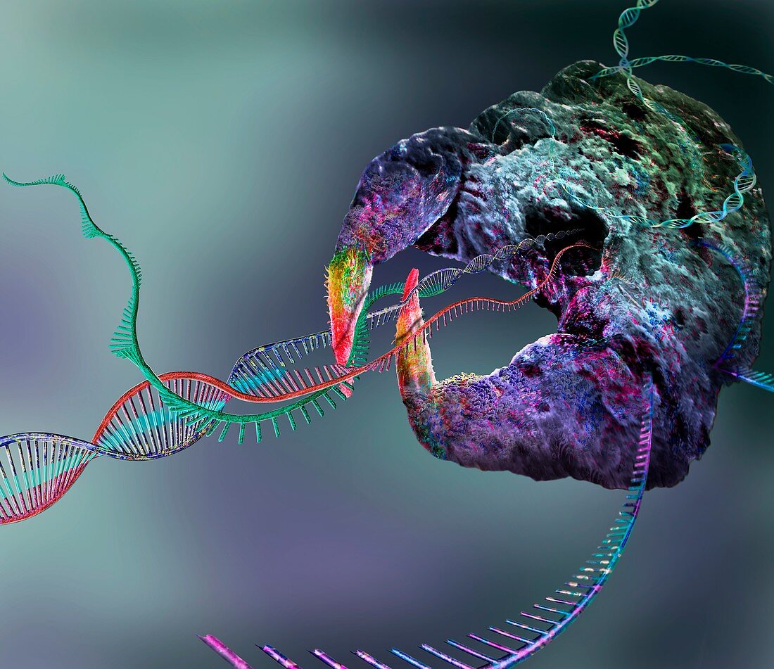 CRISPR-Cas9 gene editing complex, conceptual illustration
