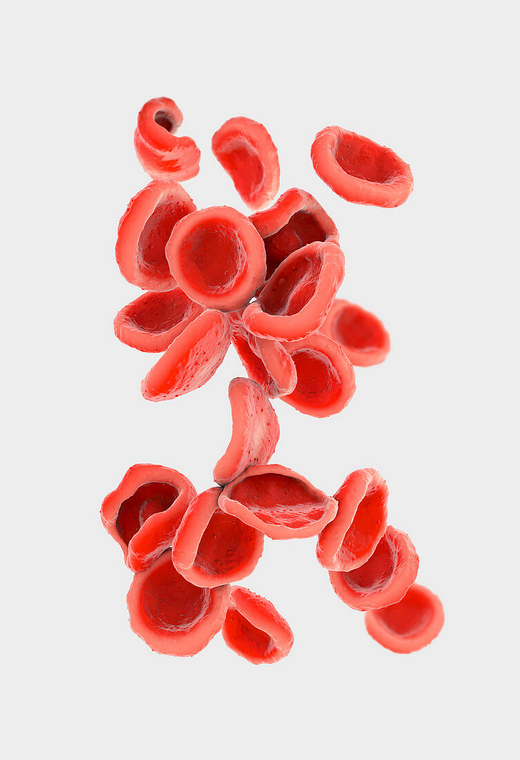 Red blood cells, illustration