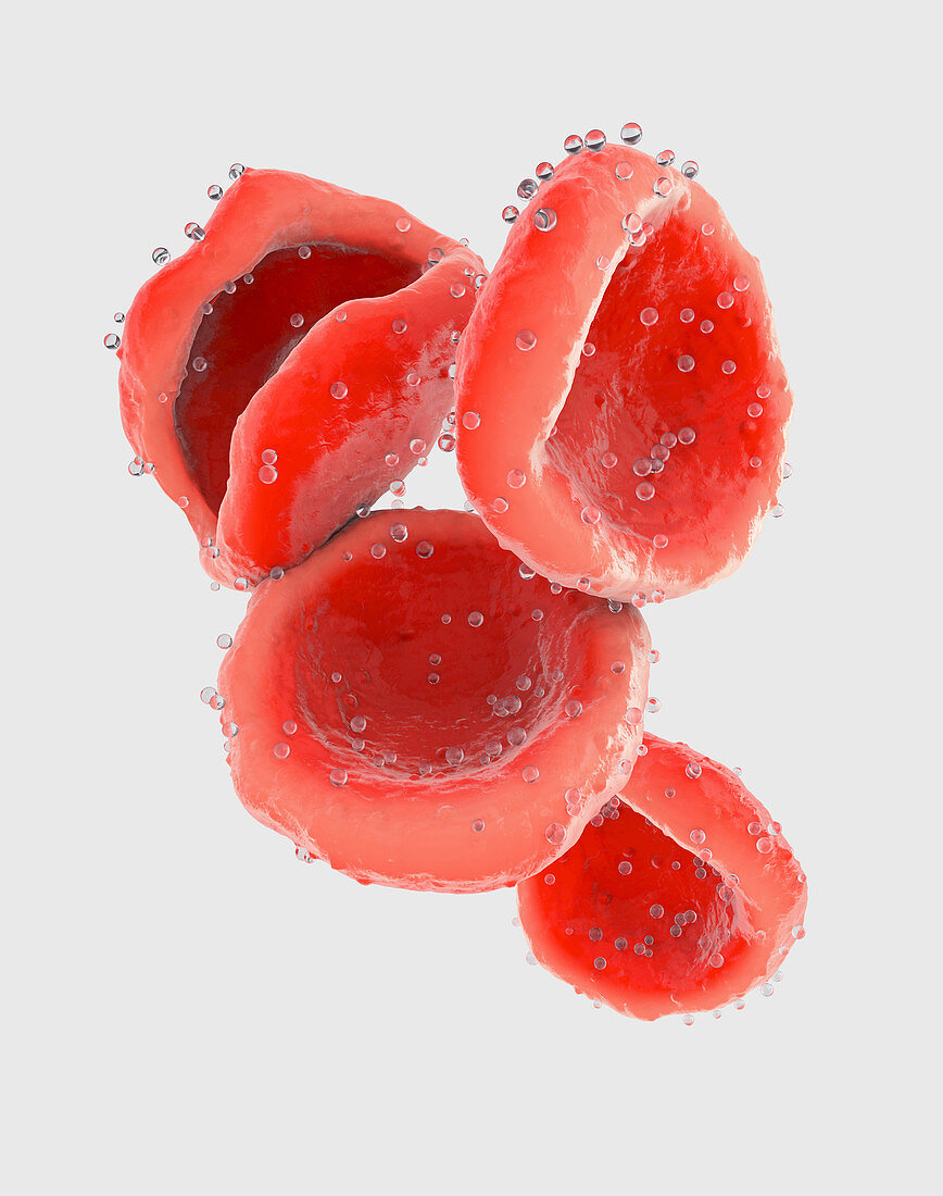 Red blood cells, illustration