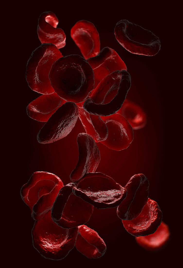 Red blood cells, illustration