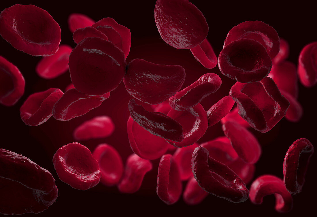 Red blood cells, illustration