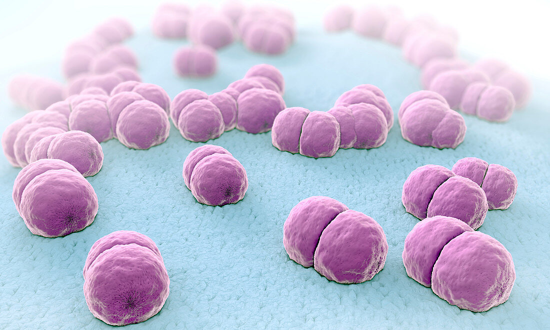Meningococcus bacteria, illustration