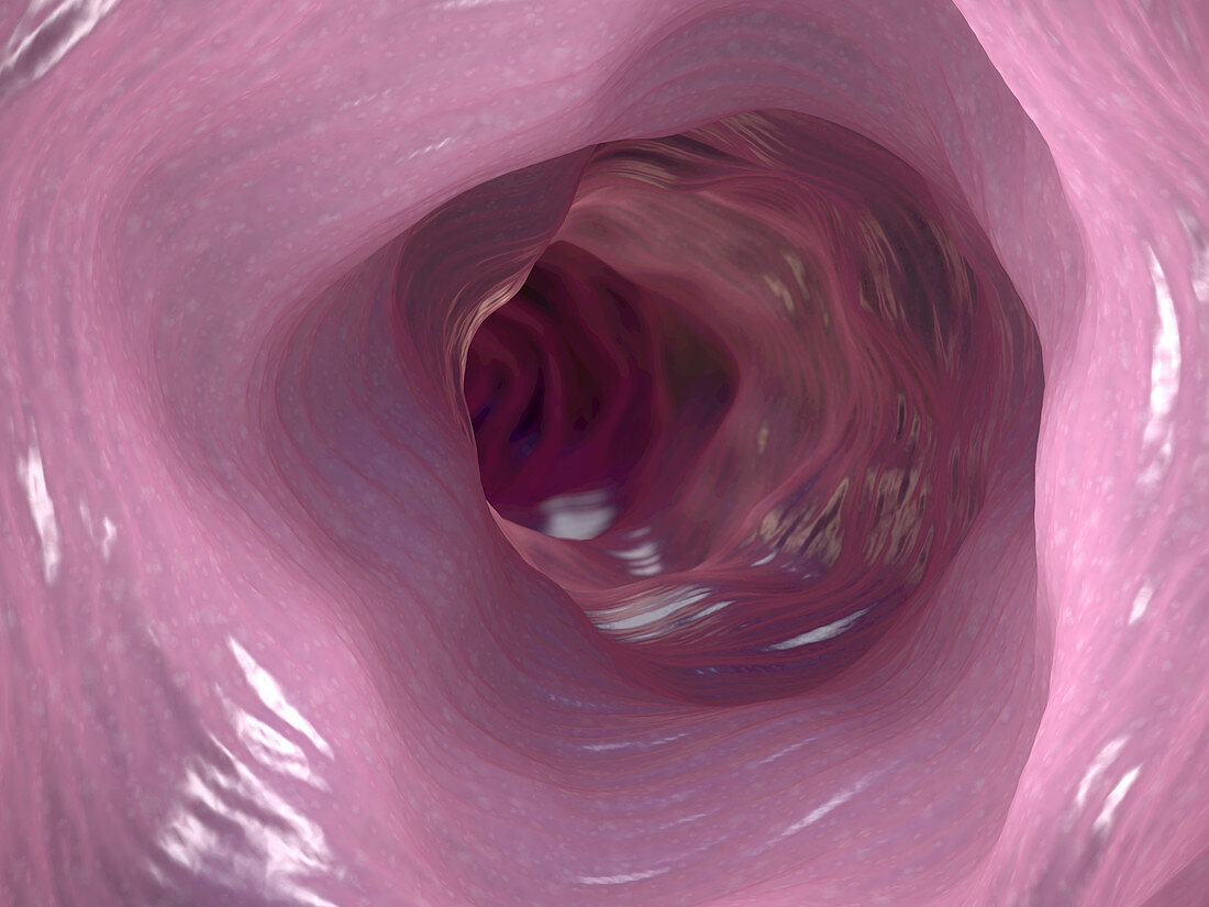 Interior of colon, illustration