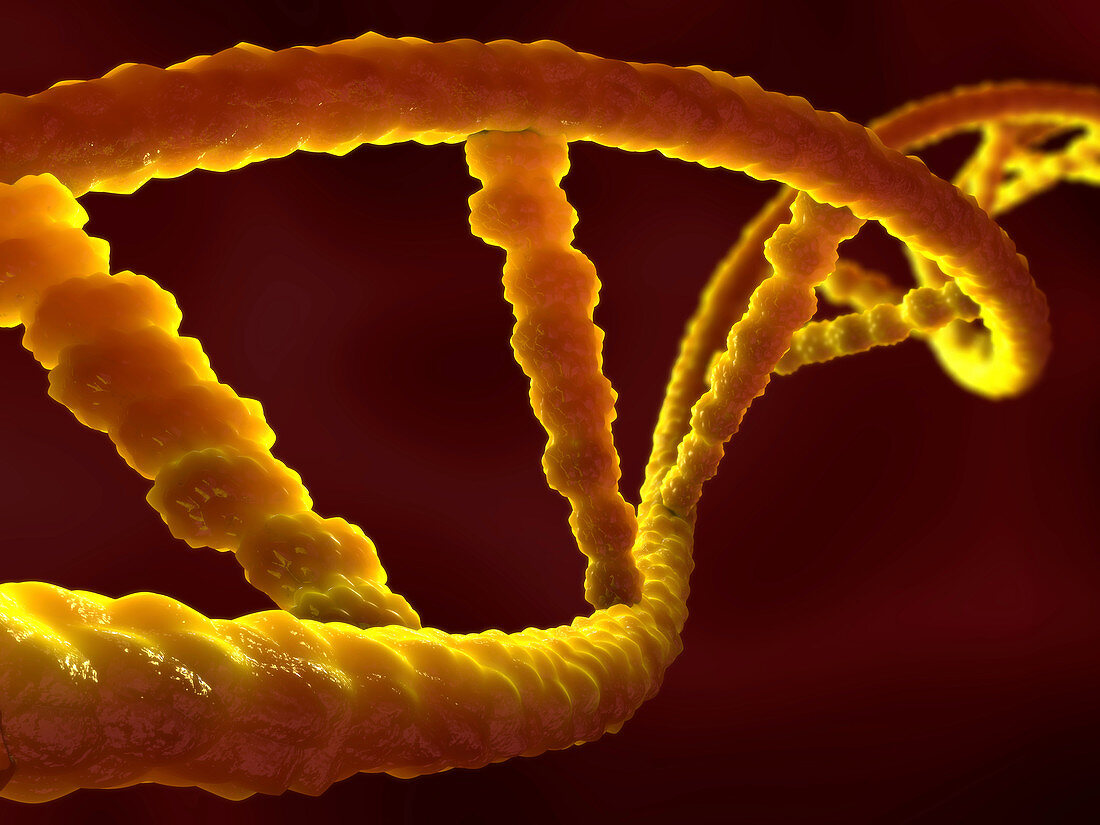 DNA molecules, illustration