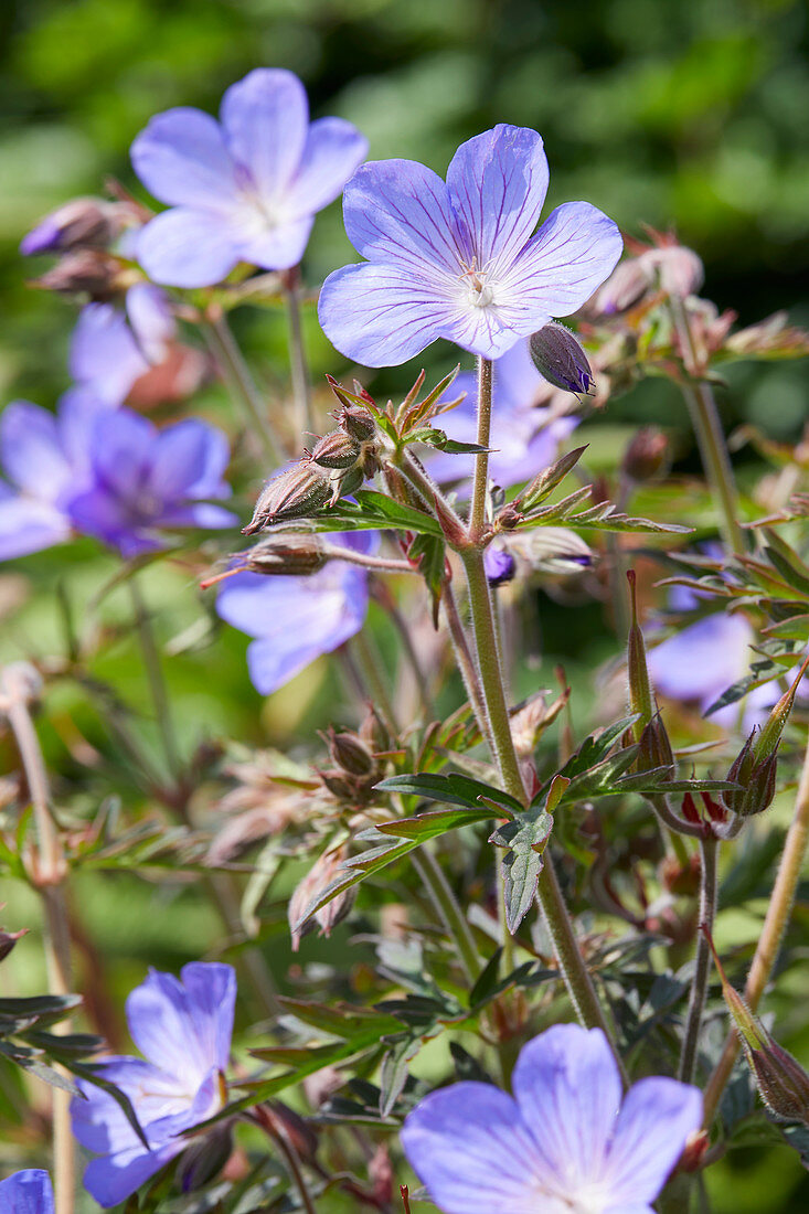 Geranium pratense 'Brookside'