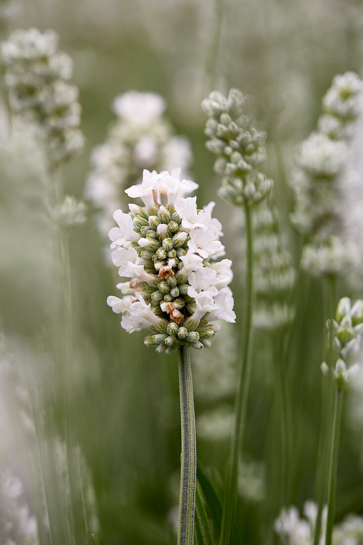 Lavandula angustifolia 'Aromance White'