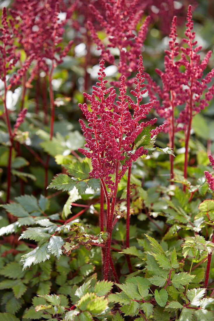 Astilbe chinensis Vision in Red ®