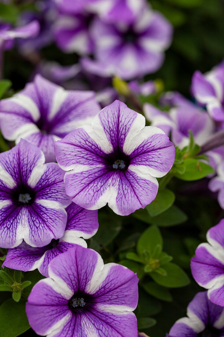 Petunia 'Sweetunia Starfish'