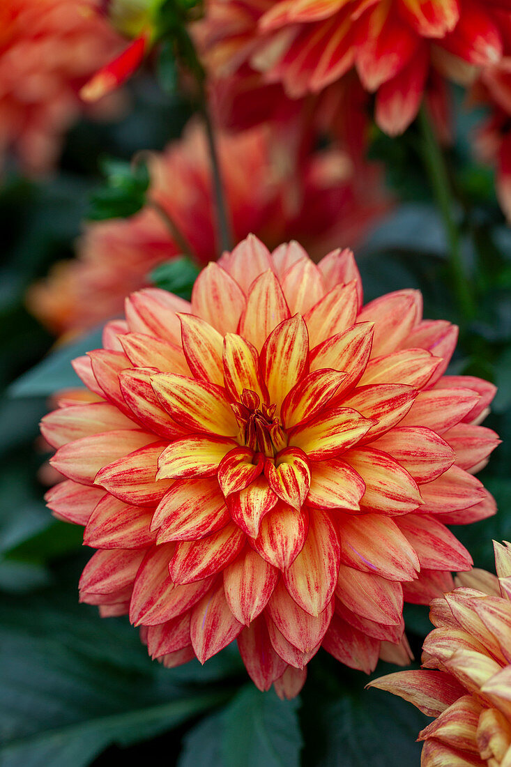 Dahlia XXL Tabasco