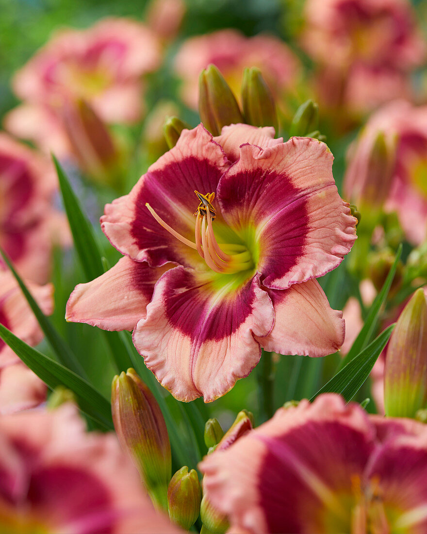 Hemerocallis 06-07-049