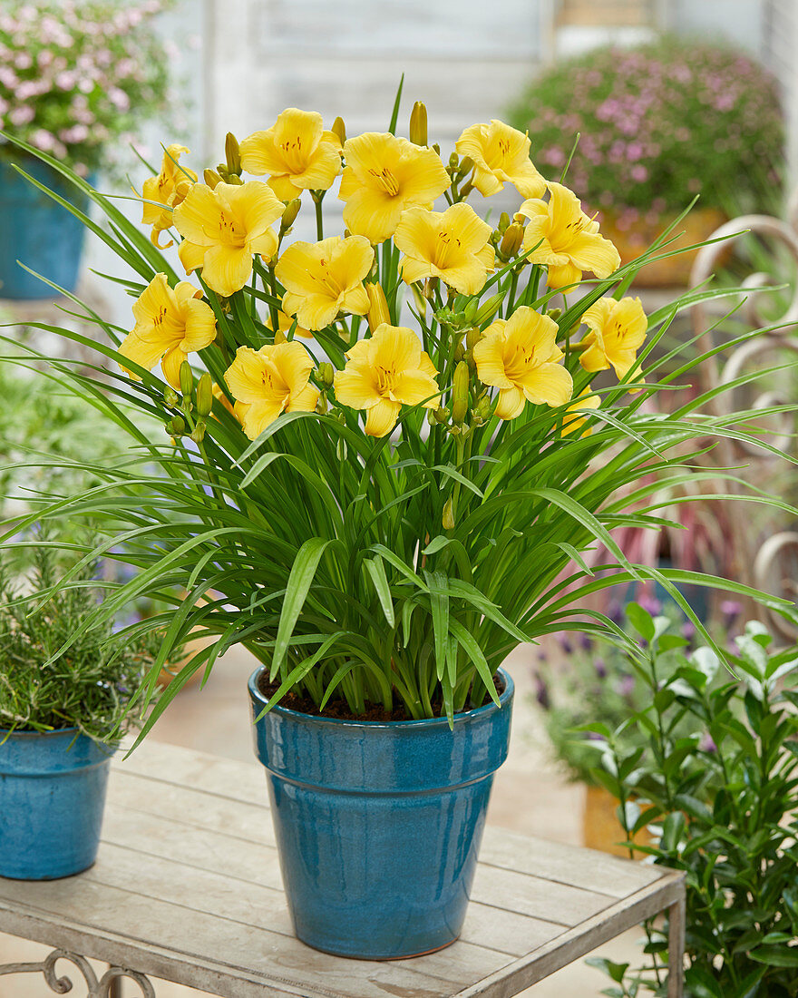 Hemerocallis 'EDL Gold'