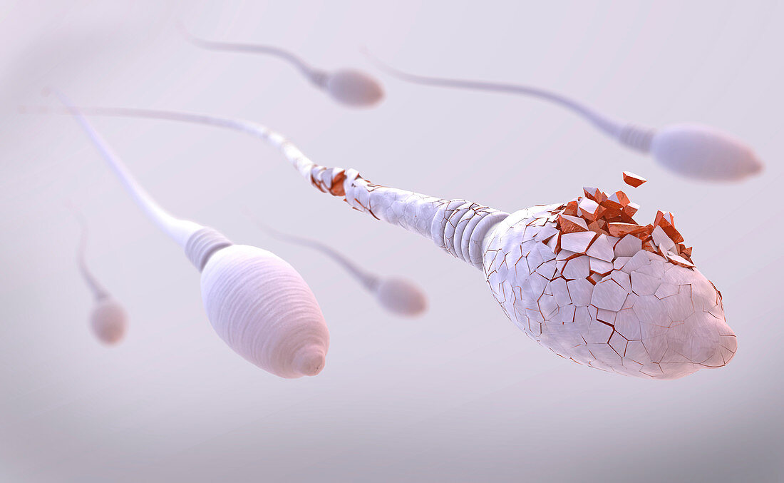 Damaged sperm, illustration