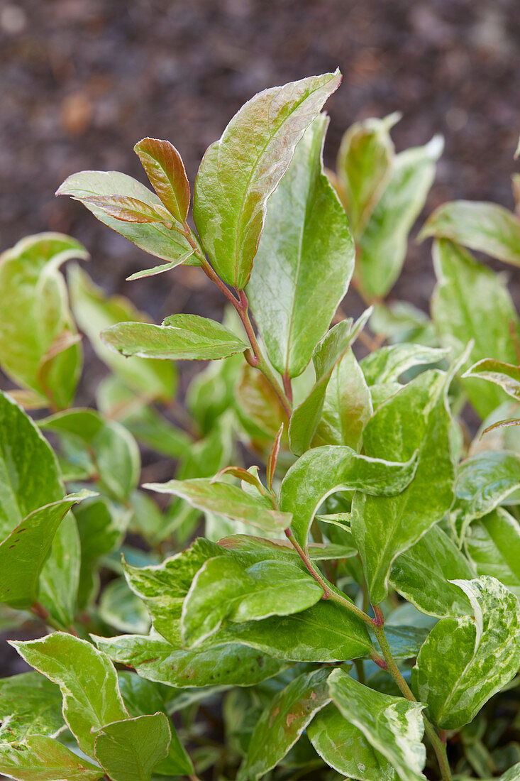 Leucothoe Firestar