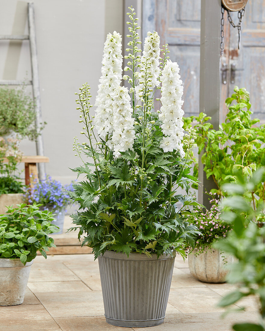 Delphinium Paramo Blanca