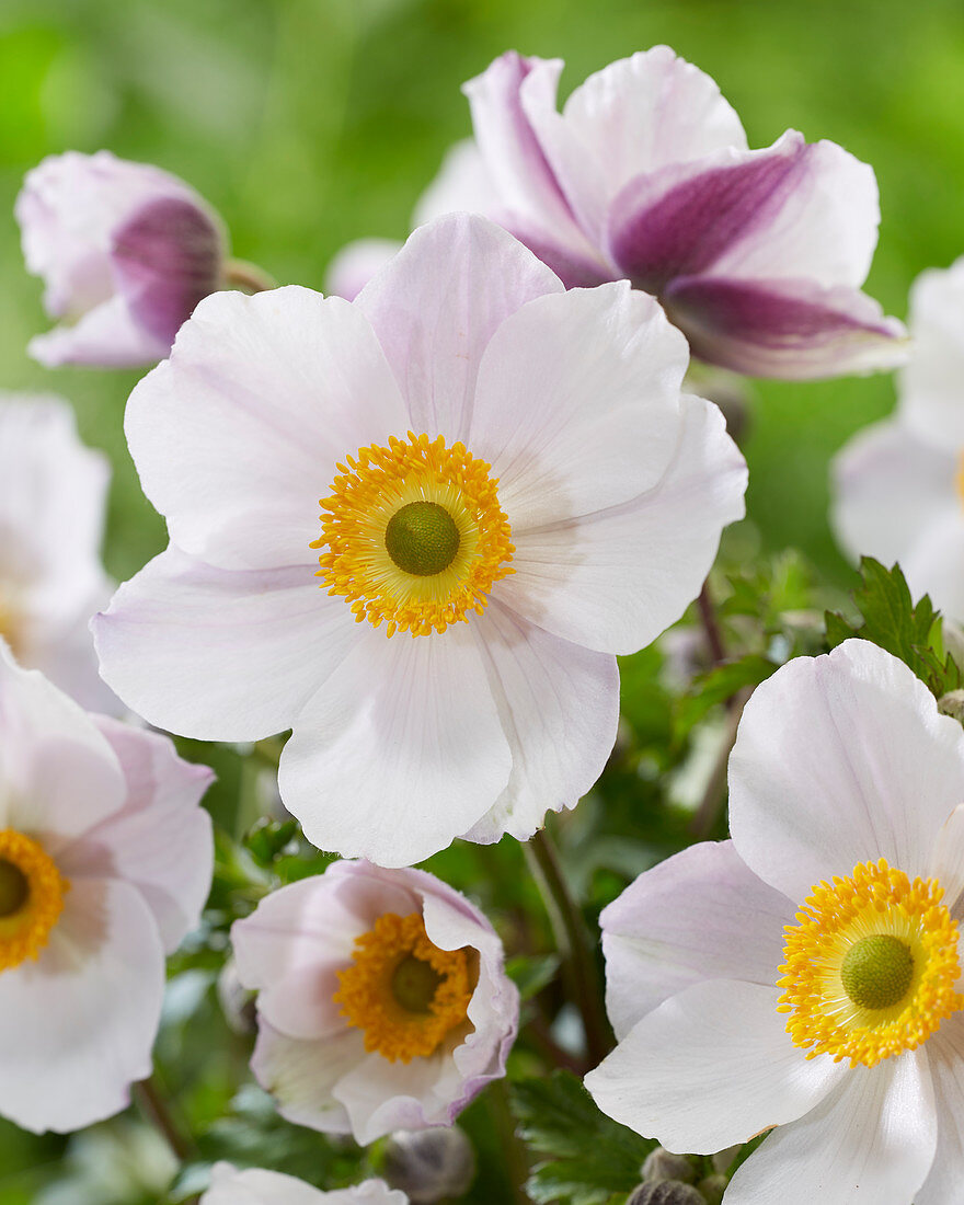 Anemone Wild Swan