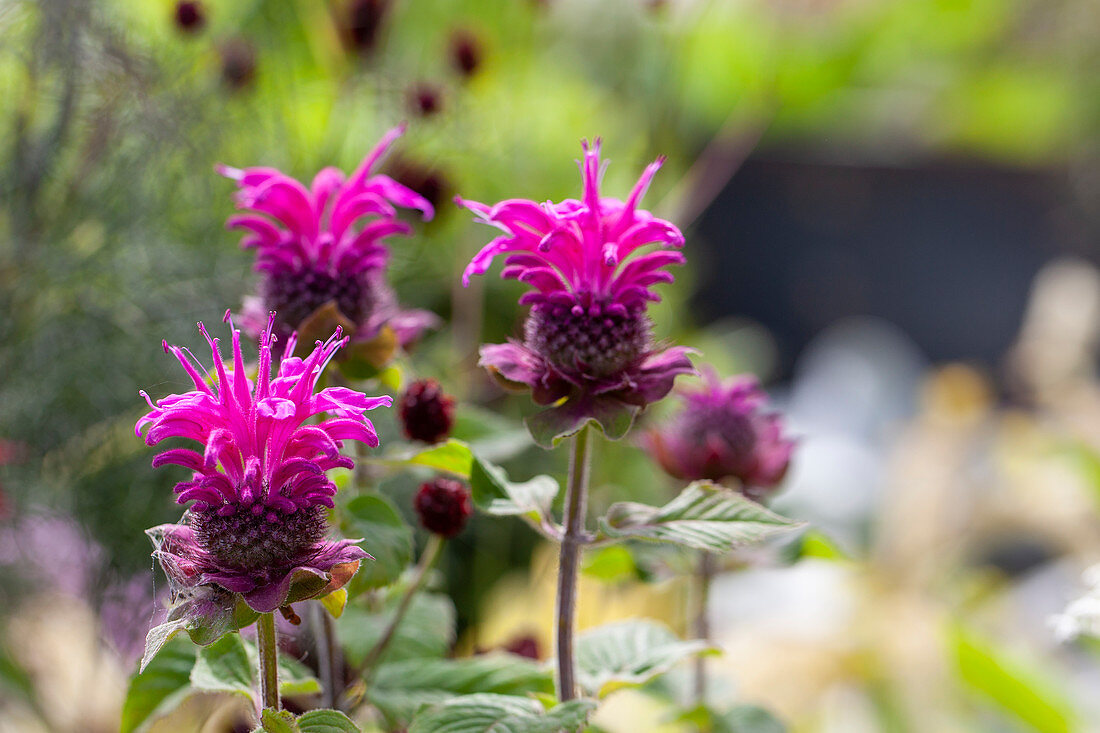 Monarda Bee Free