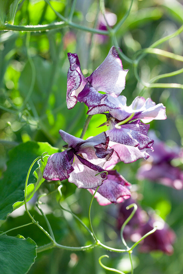 Lathyrus odoratus Nimbus