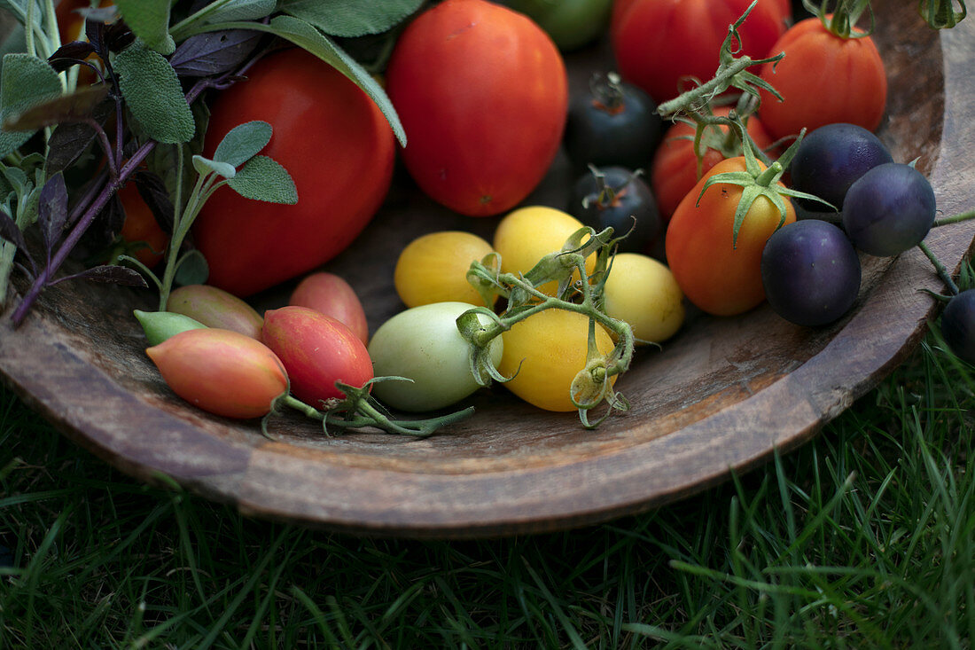 Tomatoes, basil, sage in a wooden bowl outdoor in the garden on grass