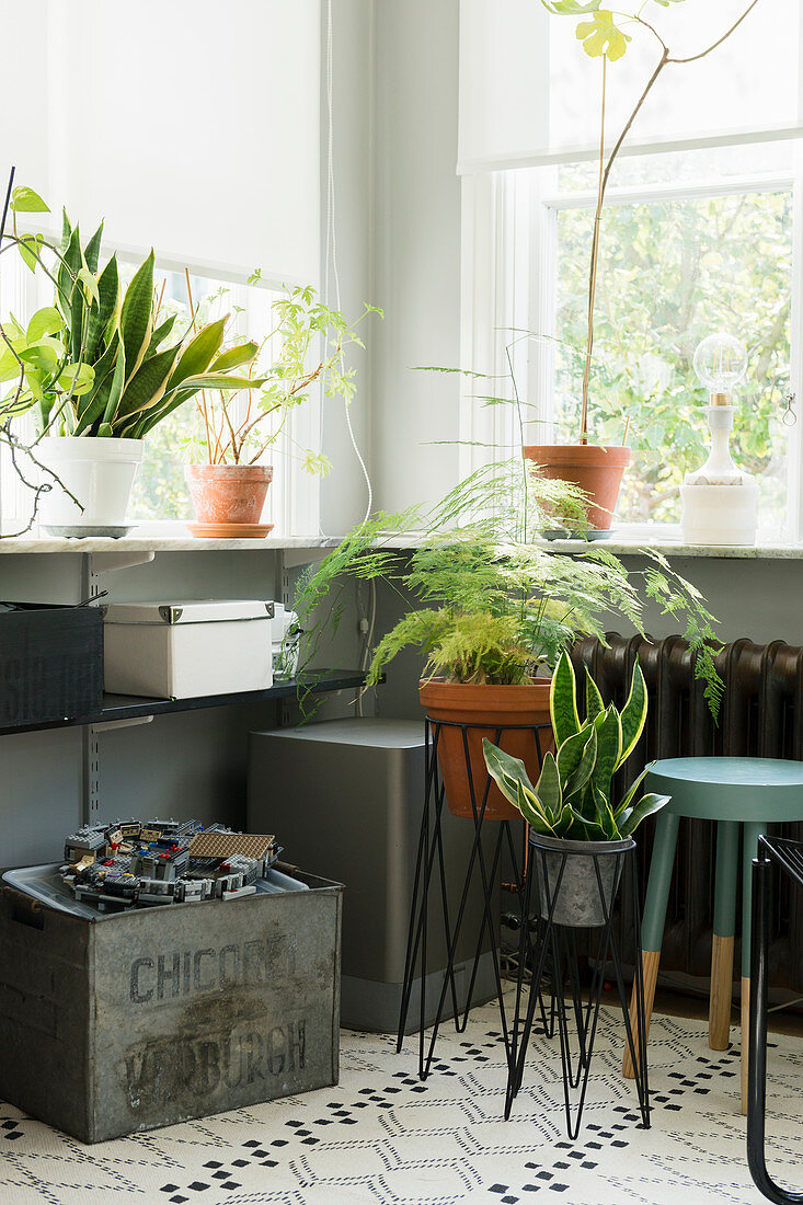 Snake plant, asparagus fern and vintage accessories below window