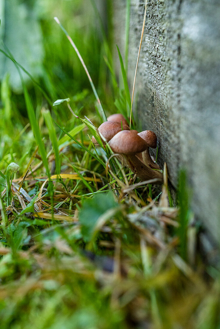 Pilze im Gras an einer Hausmauer