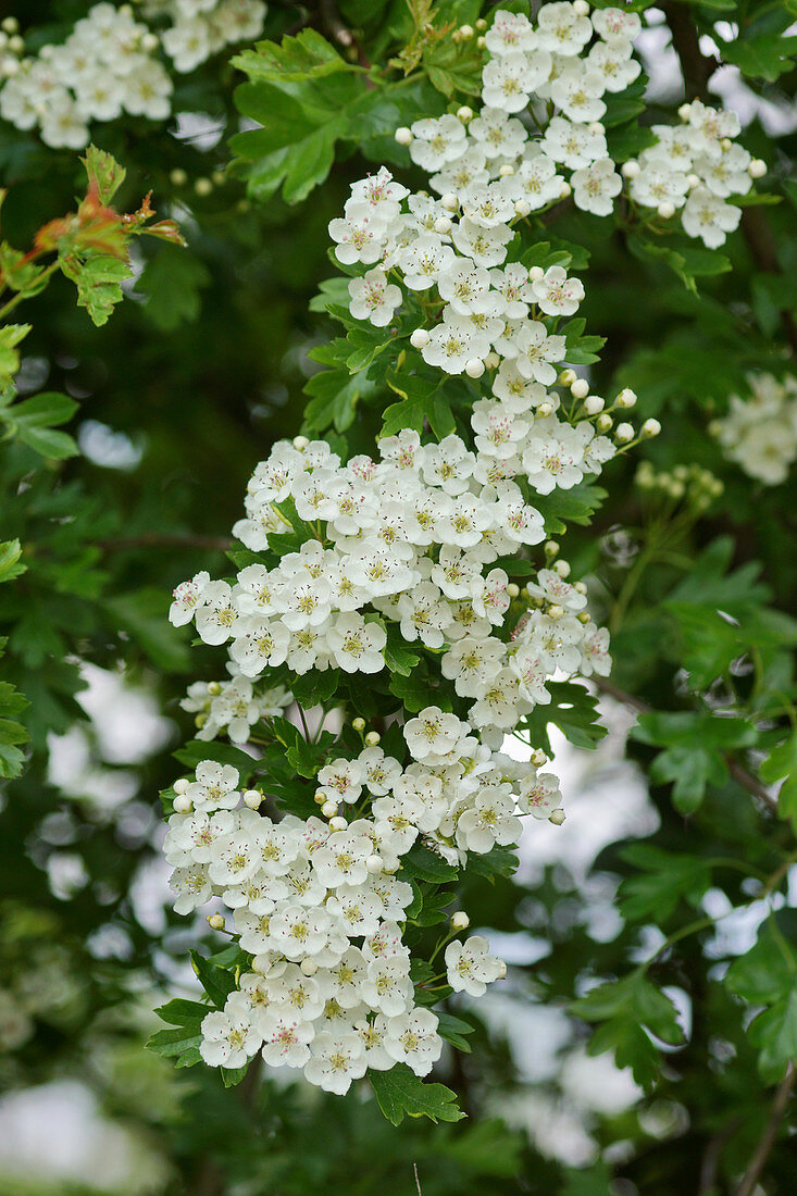 Blooming hawthorn