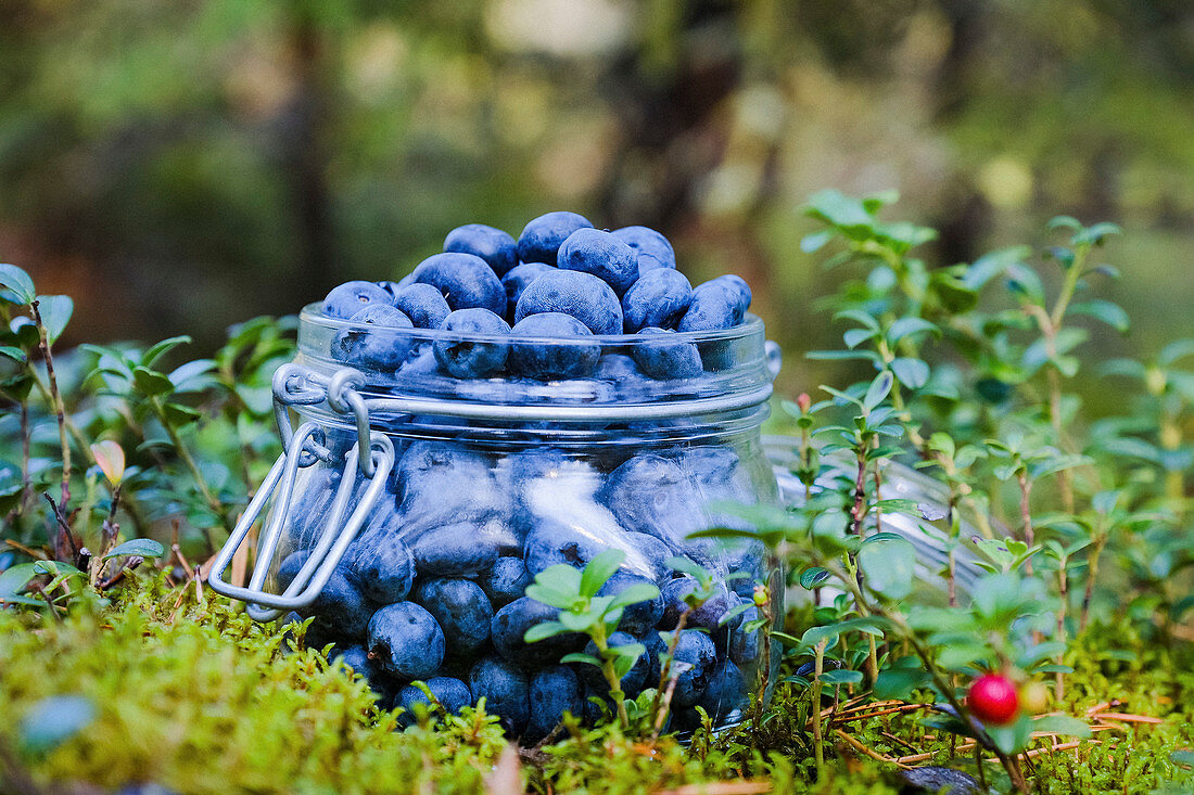 Fresh, ripe blueberries