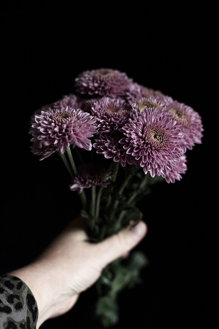 Hand hält Strauß aus Herbstchrysanthmen