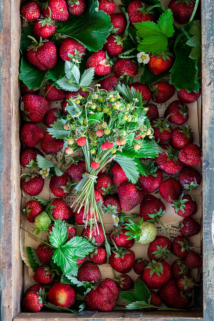 Frische Erdbeeren und Walderdbeeren in Holzkiste