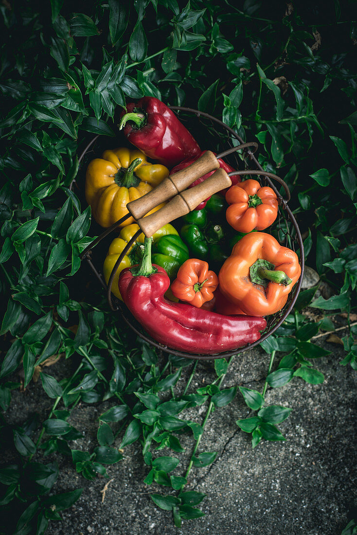 Verschiedene frische Paprikaschoten aus dem Garten im Drahtkorb