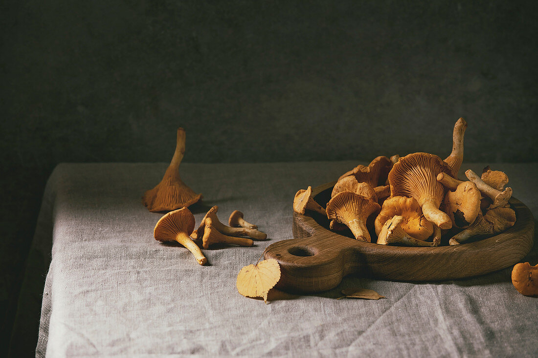 Forest chanterelle mushrooms, raw uncooked, on wooden cutting board