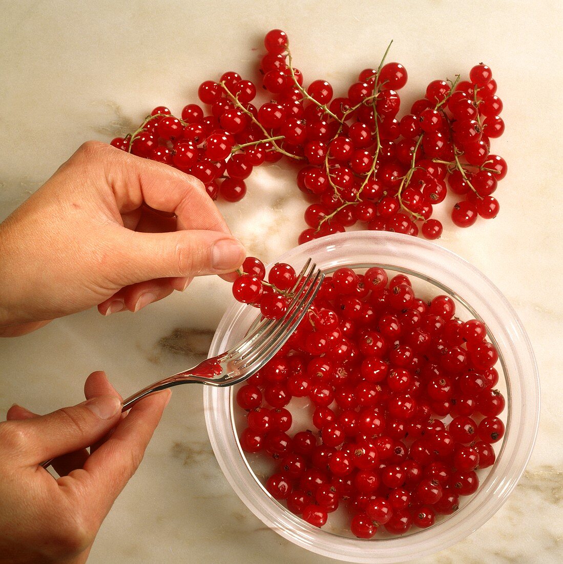 Redcurrants being stripped from the stalks with a fork