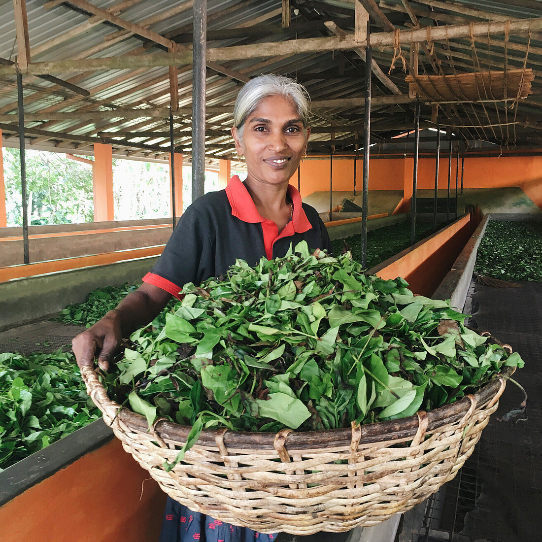 Arbeiterin auf einer Teeplantage in Sri Lanka
