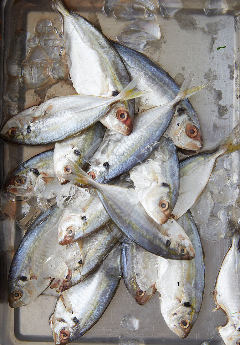 Fresh sea bream