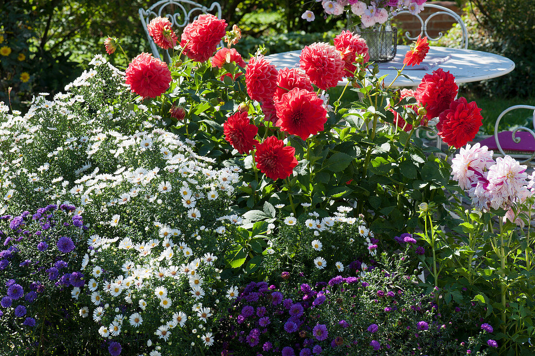 Beet mit Herbstastern und Dahlien