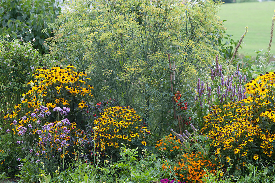 Yellow-purple bed with 'Goldsturm' coneflower, scented nettle, verbena, fennel, tomatoes, chili, and spicy tagetes